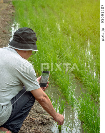 Male agriculturist using smart phone to check and monitoring quality of rice in paddy field. Smart farmer researching about rice growth in organic rice paddy field. Agriculture investigation concept. Male agriculturist using smart phone to check and monitoring quality of rice in paddy field. Smart farmer researching about rice growth in organic rice paddy field. Agriculture investigation concept. 95091287