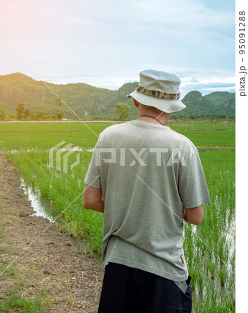 Back view of male agriculturist wear hat walking alone to check and monitoring quality of rice in paddy field. Farmer walking through a green rice field in evening. Agriculture investigation concept. 95091288
