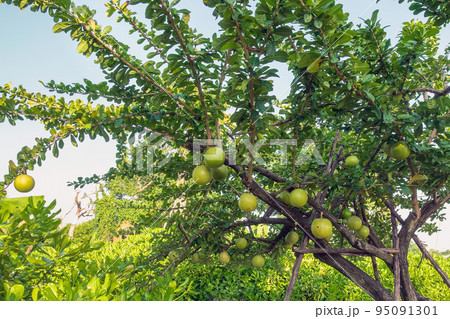 Cerbera Odollam or Suicide fruits on tree is a Thai herbs with properties is Peel used to Laxative, Flower treat of hemorrhoid. Pong pong, Indian suicide tree, Fruit of Gray milkwood. Selective focus. 95091301