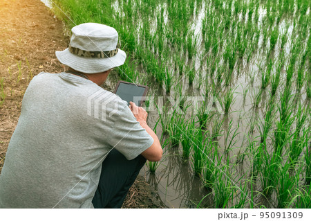 Asian male farmer using tablet for research leaves of rice in organic farm field. Agriculturist check the growing rice production in rice paddy field by using tablet. Agricultural technology Concept. 95091309