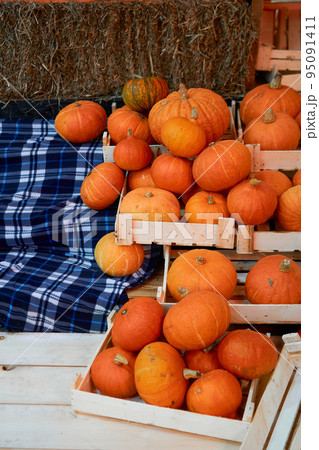 autumn harvest concept. Bunch of orange pumpkins inside boxes, steps. stack of hay,checkered blue plaid, festival, thanksgiving day, helloween. counter for sale,rural still life,farming autumn harvest concept. Bunch of orange pumpkins inside boxes, steps. stack of hay,checkered blue plaid, festival, thanksgiving day, helloween. counter for sale,rural still life,farming 95091411