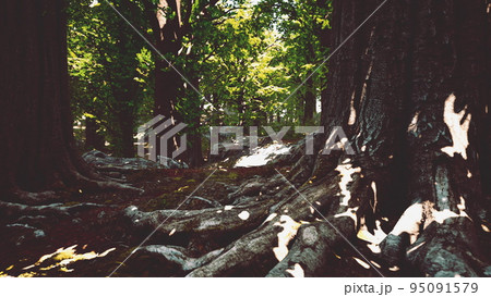 Asian tropical rainforest with moss Asian tropical rainforest with moss 95091579