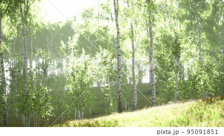 Spring in the birch grove forest 95091851