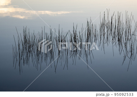 Reeds in calm water at sunrise in Everglades National Park. Reeds in calm water at sunrise in Everglades National Park. 95092533