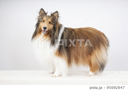微笑むシェルティーのアリス 95092647