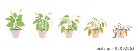 Fading houseplant. Flower house plant withering phases or growing stage die without water, floral dying sick fading houseplants in flowerpots, process evolution vector illustration Fading houseplant. Flower house plant withering phases or growing stage die without water, floral dying sick fading houseplants in flowerpots, process evolution vector illustration 95092662