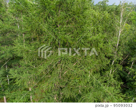 Evergreen pine tree branches, summer aerial view 95093032