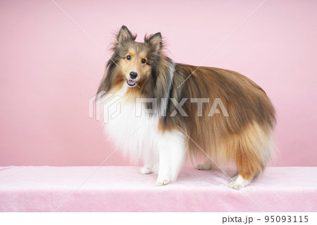 ピンクバックで舌を出して微笑むシェルティーのアリス ピンクバックで舌を出して微笑むシェルティーのアリス 95093115