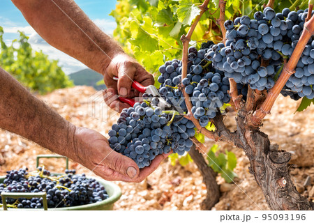 Cannonau grape harvest. Manual harvesting of grapes. Agriculture. 95093196