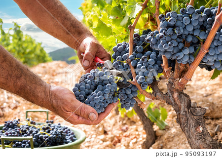 Cannonau grape harvest. Manual harvesting of grapes. Agriculture. 95093197