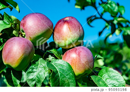 Photography on theme beautiful fruit branch apple tree Photography on theme beautiful fruit branch apple tree 95093198