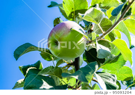 Photography on theme beautiful fruit branch apple tree 95093204
