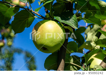 Photography on theme beautiful fruit branch apple tree Photography on theme beautiful fruit branch apple tree 95093242