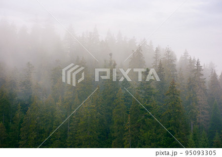 spruce forest on a misty autumn day. moody nature background with overcast sky 95093305