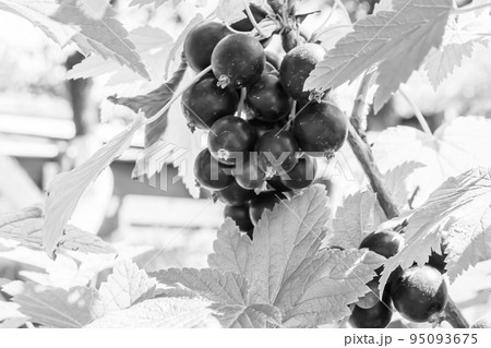 Beautiful berry branch black currant bush with natural leaves Beautiful berry branch black currant bush with natural leaves 95093675