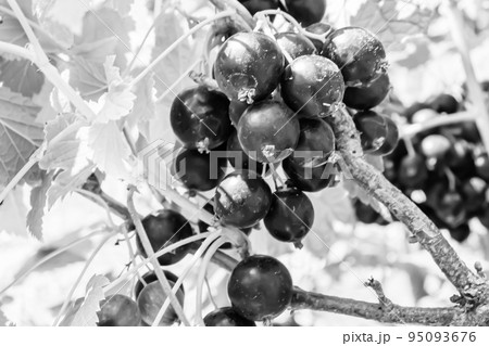 Beautiful berry branch black currant bush with natural leaves Beautiful berry branch black currant bush with natural leaves 95093676