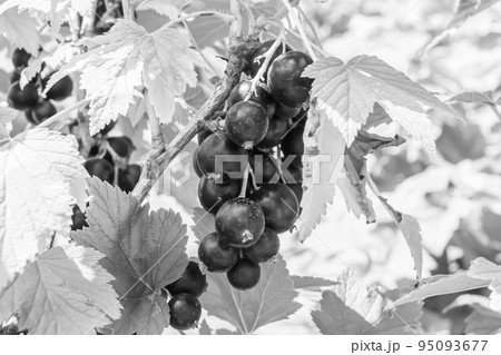 Beautiful berry branch black currant bush with natural leaves Beautiful berry branch black currant bush with natural leaves 95093677