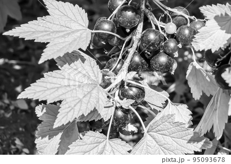 Beautiful berry branch black currant bush with natural leaves Beautiful berry branch black currant bush with natural leaves 95093678