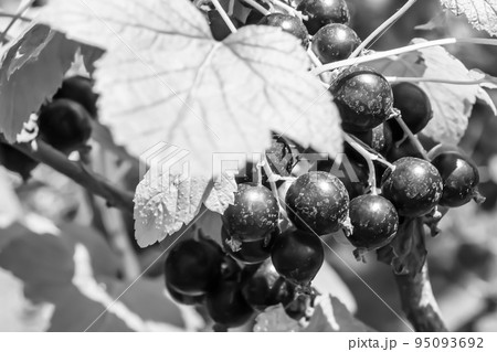 Beautiful berry branch black currant bush with natural leaves 95093692