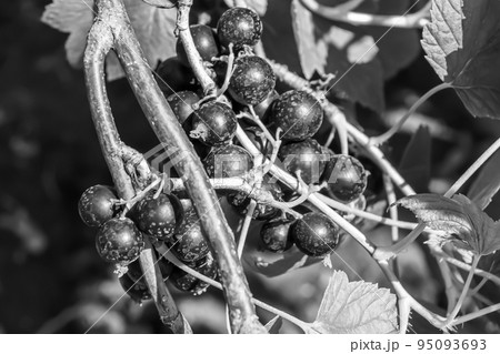 Beautiful berry branch black currant bush with natural leaves 95093693