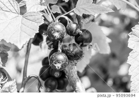 Beautiful berry branch black currant bush with natural leaves Beautiful berry branch black currant bush with natural leaves 95093694