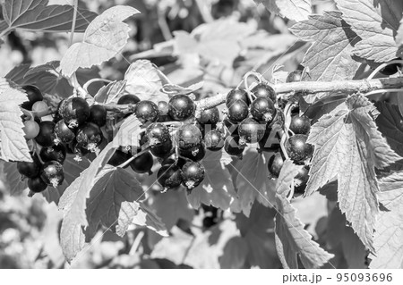 Beautiful berry branch black currant bush with natural leaves Beautiful berry branch black currant bush with natural leaves 95093696