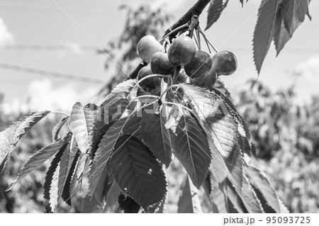 Photography on theme beautiful fruit branch cherry tree 95093725