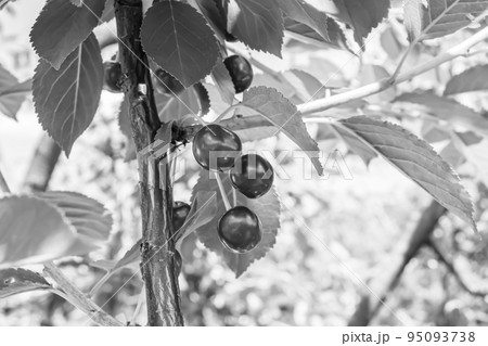 Photography on theme beautiful fruit branch cherry tree 95093738