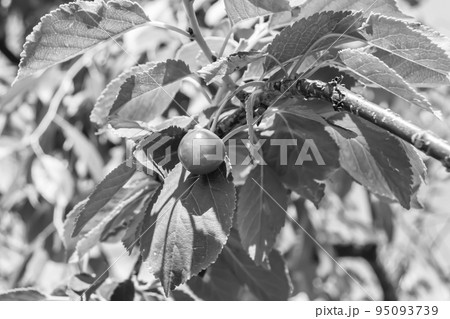 Photography on theme beautiful fruit branch cherry tree 95093739
