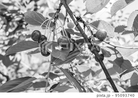 Photography on theme beautiful fruit branch cherry tree Photography on theme beautiful fruit branch cherry tree 95093740