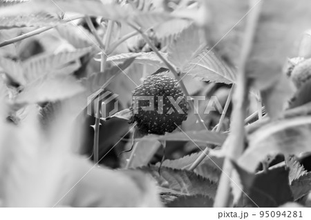 Beautiful berry branch japanese strawberry bush Beautiful berry branch japanese strawberry bush 95094281