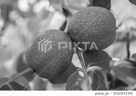 Photography on theme beautiful nut branch walnut tree Photography on theme beautiful nut branch walnut tree 95094299