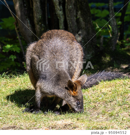 Swamp Wallaby, Wallabia bicolor, is one of the smaller kangaroos Swamp Wallaby, Wallabia bicolor, is one of the smaller kangaroos 95094552