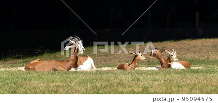 Dama gazelle, Gazella dama mhorr or mhorr gazelle is a species of gazelle 95094575