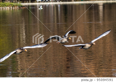 The flying greylag goose, Anser anser is a species of large goose The flying greylag goose, Anser anser is a species of large goose 95094591