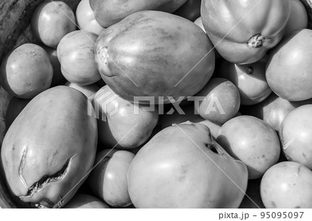 Photography on theme beautiful tomato berry plant 95095097