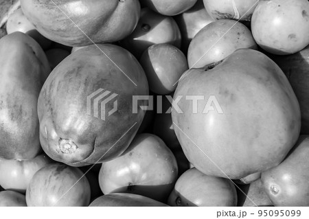 Photography on theme beautiful tomato berry plant 95095099