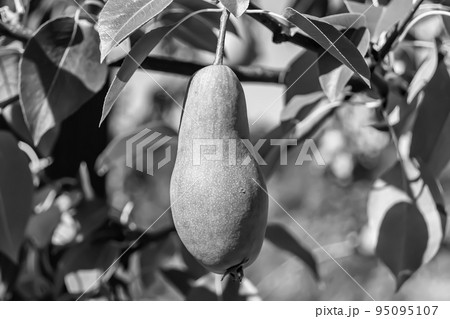 Photography on theme beautiful fruit branch pear tree 95095107