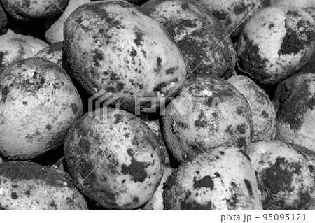 Photography on theme beautiful potato plant with natural dark ground Photography on theme beautiful potato plant with natural dark ground 95095121