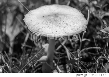 Photography to theme large beautiful poisonous mushroom in forest 95095132