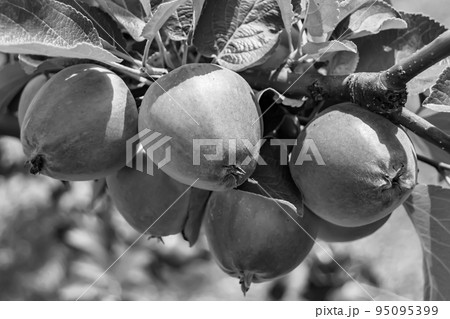 Photography on theme beautiful fruit branch apple tree Photography on theme beautiful fruit branch apple tree 95095399