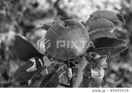 Photography on theme beautiful fruit branch apple tree Photography on theme beautiful fruit branch apple tree 95095416