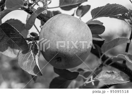 Photography on theme beautiful fruit branch apple tree 95095518