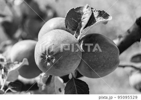 Photography on theme beautiful fruit branch apple tree 95095529