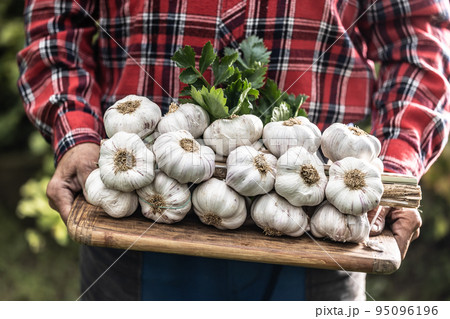 Old man's hands holding a wooden board full of fresh organic garlic heads Old man's hands holding a wooden board full of fresh organic garlic heads 95096196