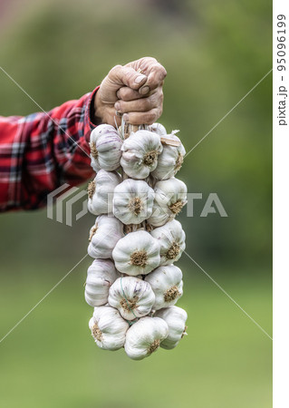 Bundle of organic homegrown white garlic held by a hand of an older man Bundle of organic homegrown white garlic held by a hand of an older man 95096199