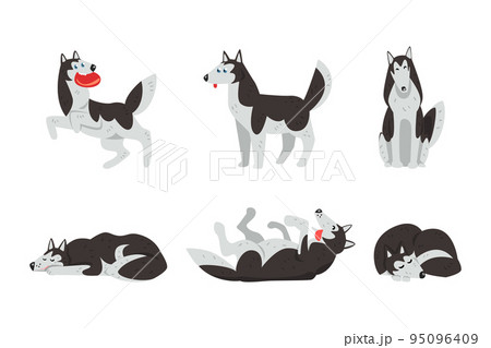 Siberian Husky Purebred Pet in Different Poses Vector Set Siberian Husky Purebred Pet in Different Poses Vector Set 95096409