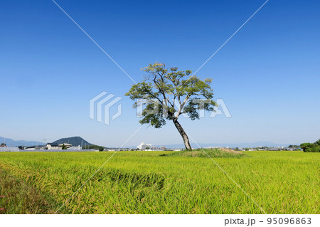 奈良・明日香村 小墾田宮推定地（古宮遺跡） 95096863