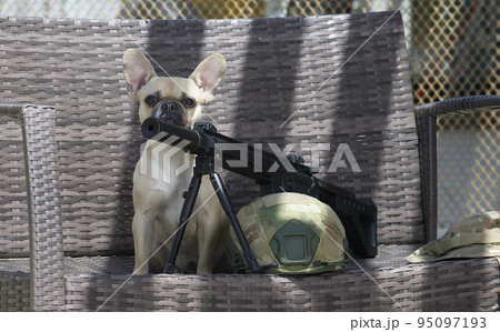 A dog breed French bulldog sits in the shade behind a machine gun and an airsoft helmet, looking tiredly at the camera. Sunny day and hard shadows fall on the bench. A dog breed French bulldog sits in the shade behind a machine gun and an airsoft helmet, looking tiredly at the camera. Sunny day and hard shadows fall on the bench. 95097193