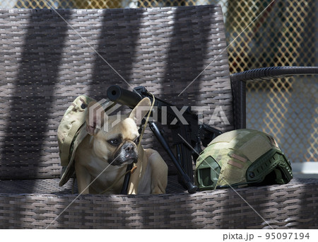 A bulldog dog looks at a helmet in camouflage coloring while sitting next to a black machine gun for playing airsoft wearing a hat. Sunny day and hard shadows fall on the place where the dog sits. 95097194